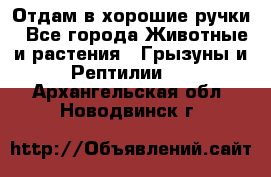Отдам в хорошие ручки - Все города Животные и растения » Грызуны и Рептилии   . Архангельская обл.,Новодвинск г.